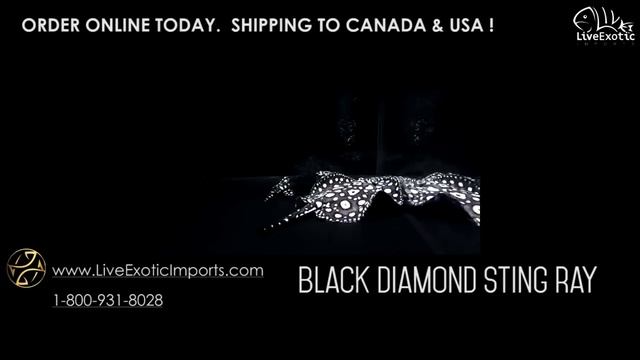 LEI - LiveExoticImports - Black Diamond Sting Rays