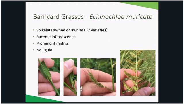 Identifying Grasses - 2019 Four Seasons Gardening Webinar смотреть онлайн