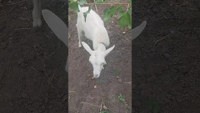 Лилии в саду смотреть онлайн