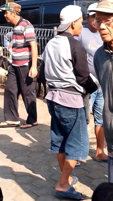 4 Shuffle #sheepfarmnearme