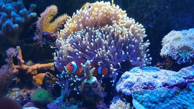 1 minute video of my Heteractis Magnifica anemone. смотреть онлайн