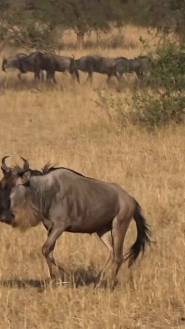 Kenya Tanzania- Serengeti Park - animal migration смотреть онлайн