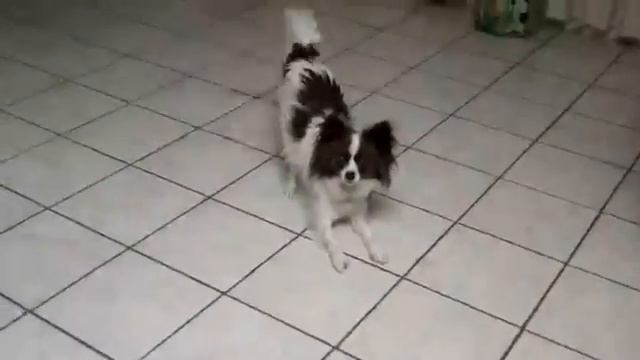 Flip MinoHD Video Camera Silver,1 Hour 3rd Generation NEWEST MODEL смотреть онлайн