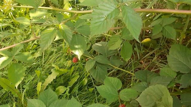 Пройдемся по огороду? Помидорный урожай! смотреть онлайн