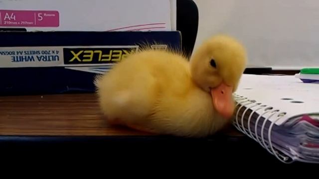 Duckling sleepy смотреть онлайн