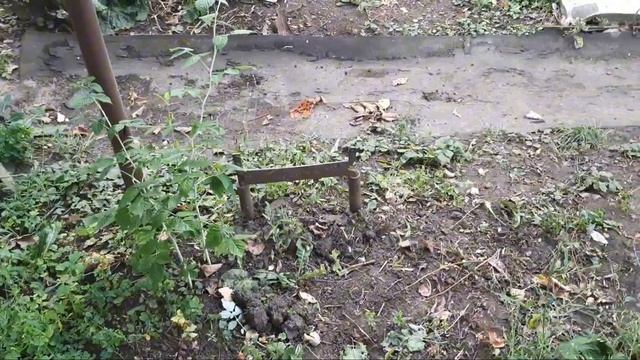 ВЫ МЕНЯ НЕ ПОТЕРЯЕТЕ/ /ОБЗОР УЧАСТКА // ПРИВОЖУ В ПОРЯДОК КЛУБНИКУ. смотреть онлайн