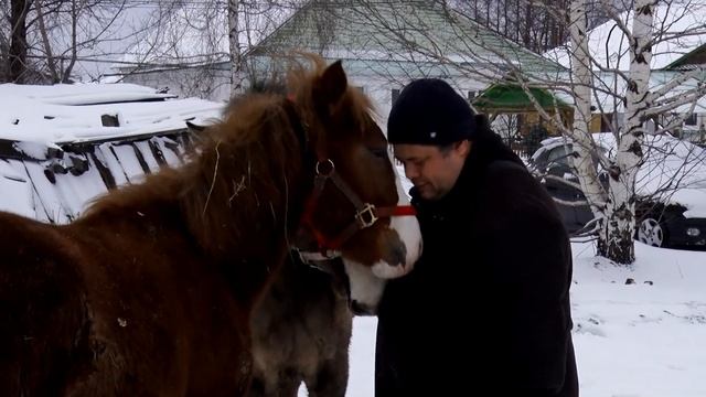 Слухи о диких лошадях на Руднике оказались преувеличены смотреть онлайн
