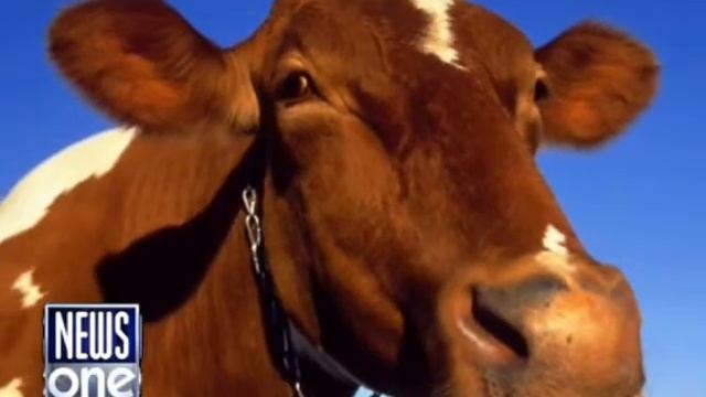 Україна не купує м'ясо в ЄС через вірус смотреть онлайн