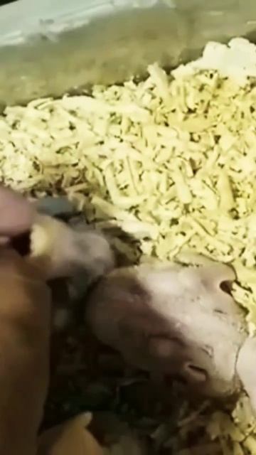 Love birds Breeding #shorts#shortsvideo #chicks #breedingformula #fishers #albino смотреть онлайн