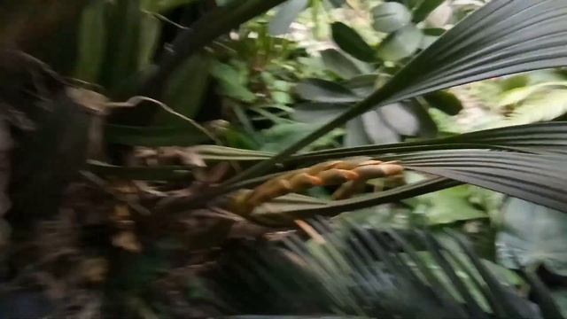 Tips Anggrek berbunga#merawatanggrek #anggrekspesies #anggrekbulan #anggreksubur #tanggamus смотреть онлайн