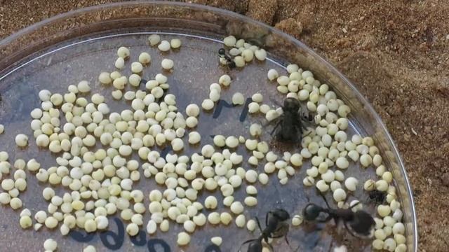 Fierce competition over millet seeds (Messor arenarius vs. Messor sp.1) смотреть онлайн