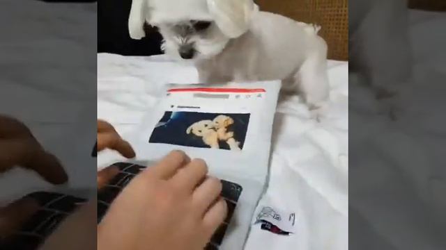 Ноутбук для собаки