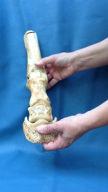 Articulating Leg Bones смотреть онлайн