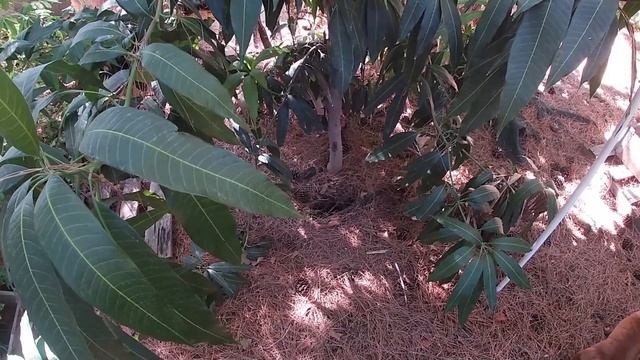 The Secret To Growing Mango | Growing Tips смотреть онлайн