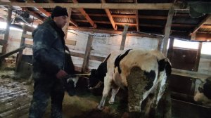 измерение ВЕСА быков рулеткой, реально ли?