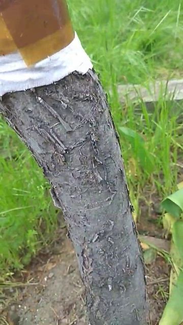 Как защитить дерево от муравьёв. смотреть онлайн