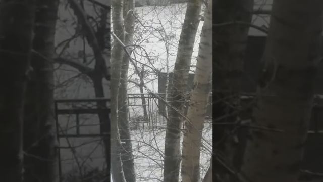 Белки в городе #2 смотреть онлайн