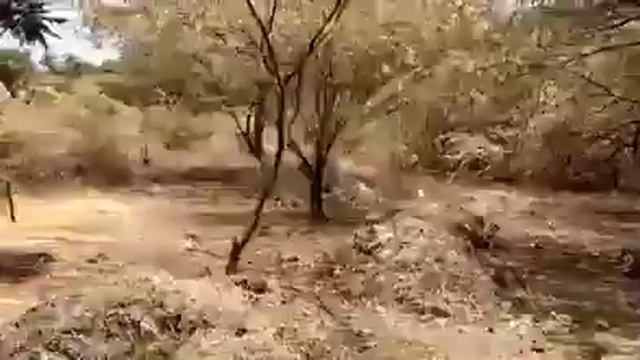 Nitrous Gas Leak From LG Polymer Company | Trees Dried Surrounding | Vizag смотреть онлайн