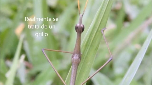 Grillo Palo (proscopiidae) смотреть онлайн