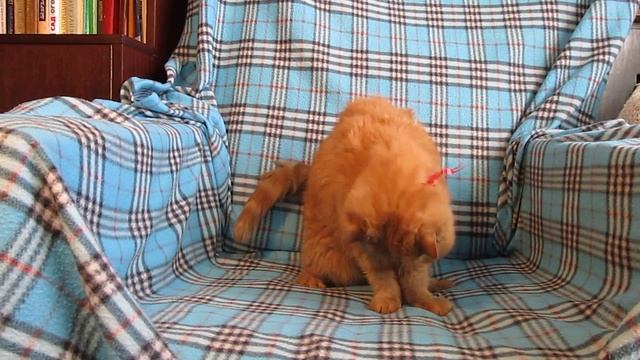 Кот Пончик не хочет фотографироваться.