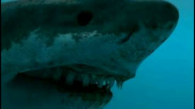 Megalodon Vs White Shark