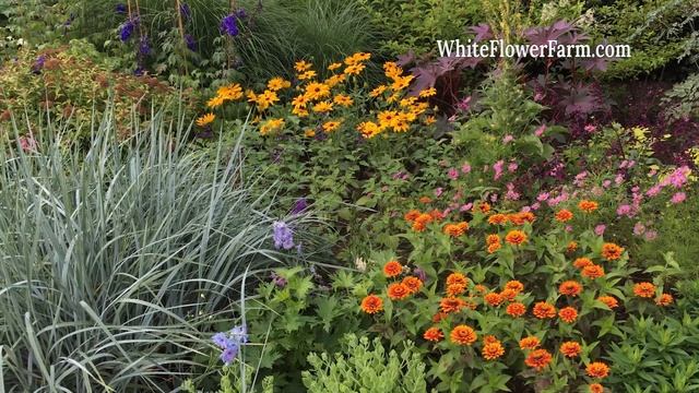 Growing Ornamental Grasses смотреть онлайн