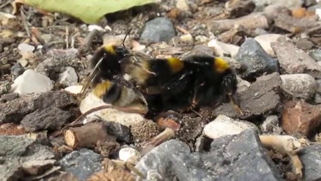 Mating Buff-Tailed bumblebees, Bombus terrestris смотреть онлайн