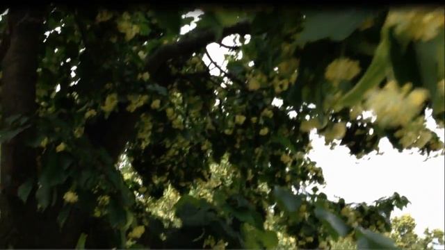 Вечерняя прогулка в парке