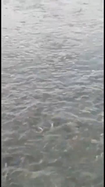 Ейск. Море бурлит пеленгасом. 🐟🐠🎣 смотреть онлайн