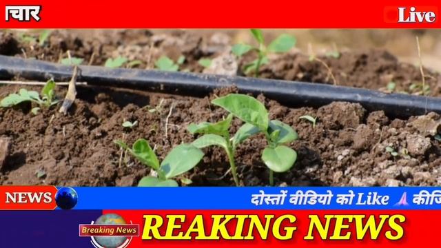 Guar Bhav Today, ग्वार का भाव, आज का ग्वार का भाव, Gwar Ka Bhav, ग्वार का भाव आज, ग्वार का ताजा भाव