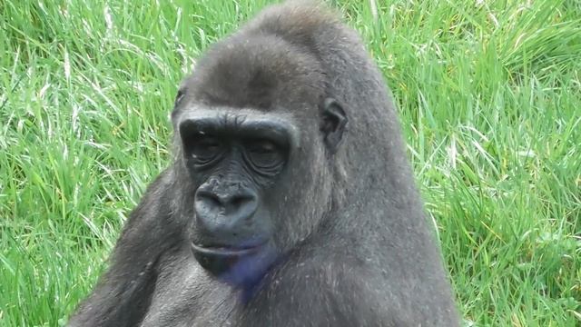 BELFAST ZOO - Amazing Animals at Belfast Zoo смотреть онлайн