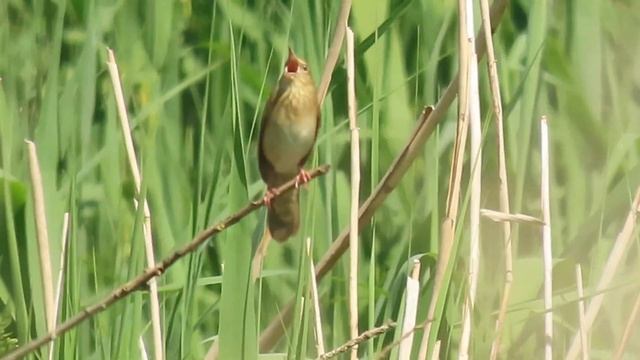 River Warbler, Ham Wall RSPB, Somerset, 5/6/21