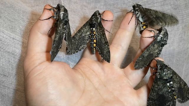 Manduca sexta смотреть онлайн
