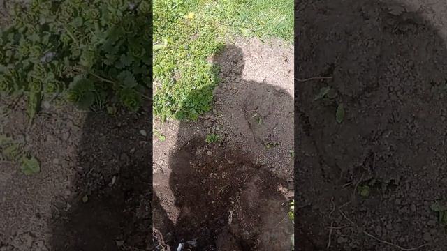 как я пытаюсь избавится от муравьев . смотреть онлайн