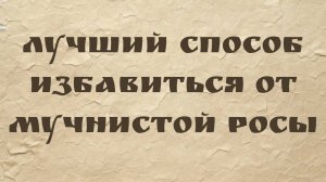 Лучший способ избавиться от мучнистой росы + Урожай томатов