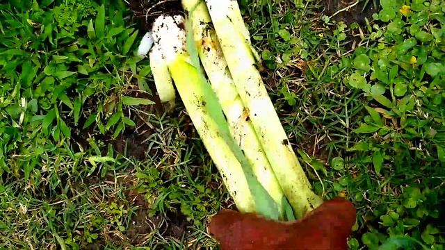 A Harvest And Pt2 Of My Garden Walk/ Plantain Plant Flowering смотреть онлайн