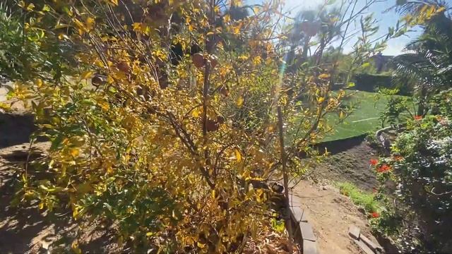 45 Fruit Tree Orchard Urgent Walk Through смотреть онлайн