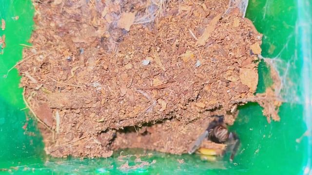 Pahabol lang nga boss hehehe #feeding #tarantula @GagambangBahayExoticsTV смотреть онлайн