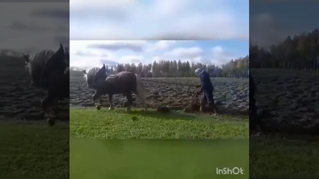 Вспашка конным плугом смотреть онлайн