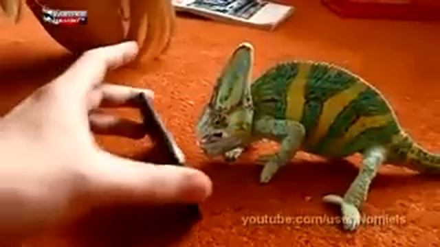 хамелион против айпода смотреть онлайн