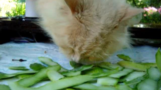 Кот вегетарианец ест огурцы. ШОК! Ужас смотреть онлайн