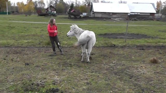 Игровая пауза