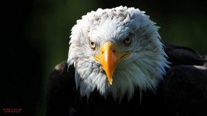 БУРГУТЛАР ХАКИДА СИЗ КУТГАН ФАКТЛАР