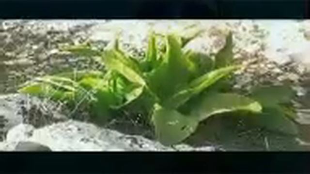 Delfin Diving - immersioni e non solo a Torre Lapillo ... смотреть онлайн