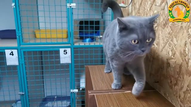 Кошки 02.09.20. 2 часть смотреть онлайн