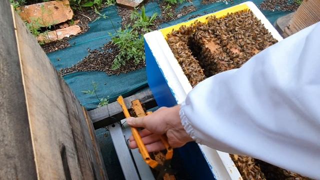 Cresterea matcilor 2021 - Prezentare matca selectionata si introducerea ei in cutia Nicot. смотреть онлайн