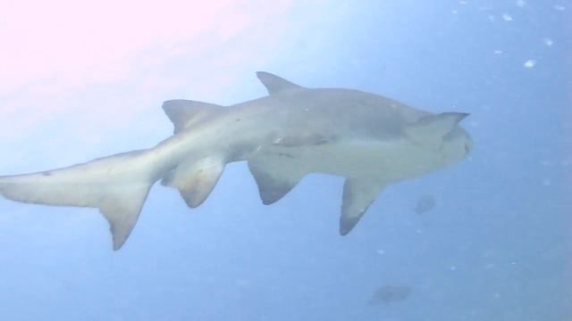 Sodwana Bay Raggies смотреть онлайн