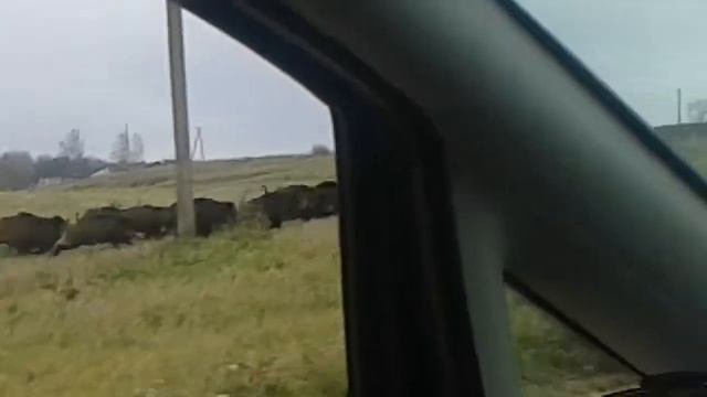 Кабаны в латвии смотреть онлайн