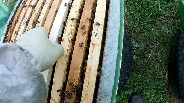 Весеннее расширение пчелосемей 2017. смотреть онлайн