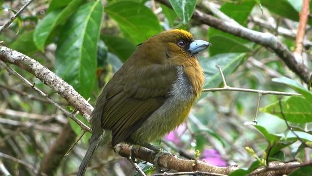 Prong-billed Barbet, Birds of Costa Rica смотреть онлайн